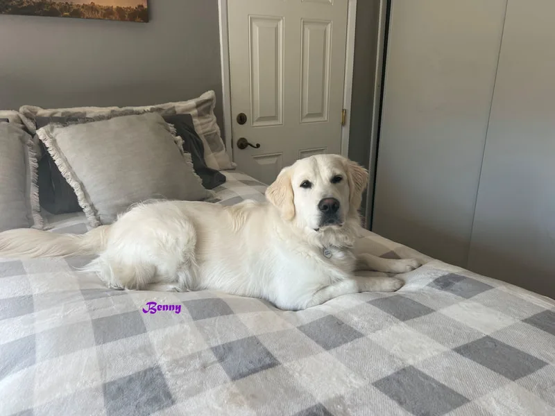 Benny, one of our golden retriever sires