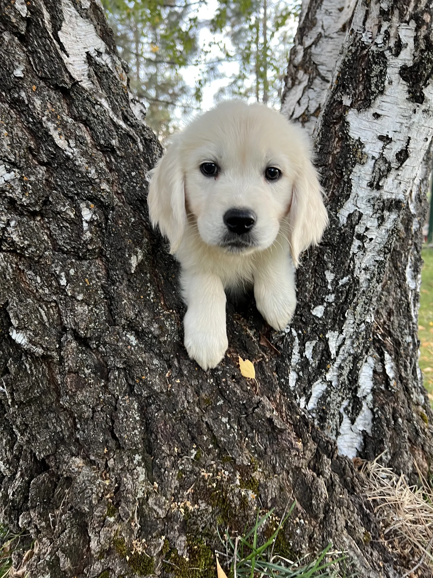 Sundance and Brooke's puppies
